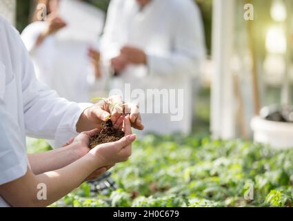 Zwei Agronomen in weißen Mänteln, die sich um die Setzlinge im Gewächshaus kümmern Stockfoto