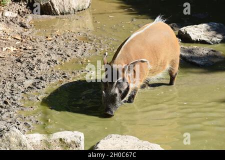 Pinselohrschwein; Potamochoeros Porcus ist ein wildes Schwein in Afrika. Bürstenohrschwein; Potamochoerus Porcus ist ein wildes Schwein, das in Afrika gefunden wird. Stockfoto