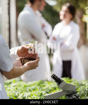 Zwei Agronomen in weißen Mänteln, die sich um die Setzlinge im Gewächshaus kümmern Stockfoto