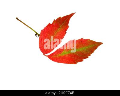 Nahaufnahme von zwei herbstlichen, kriechenden Virginia-Blättern, mit den Farben gelb, rot, grün, orange, isoliert auf weißem Grund Stockfoto