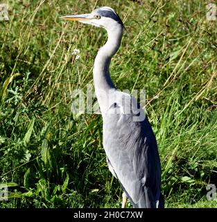 Graureiher, Ardea cinerea, auch Fischreiher genannt, ist eine Vogelart aus der Ordnung Pelecaniformes. Graureiher, Ardea cinerea, auch Reiher genannt, i Stockfoto