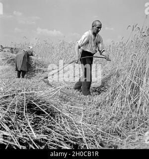 Bauernfamilie bei der Getreideernte, Deutschland 1930er Jahre. Bauer Familie Ernten von Getreide, Deutschland 1930. Stockfoto