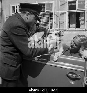 Eine junge Frau und ein kleiner Foxterrier am Steuer des Opel Blitz, Österreich 1930er Jahre. Eine junge Frau und ein Fox Terrier am Lenkrad eines Opel Blitz, Österreich 1930. Stockfoto