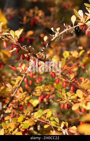 Herbstzweige von sonnenbeschienenen Berberis mit roten Beeren vertikale Ausrichtung Stockfoto