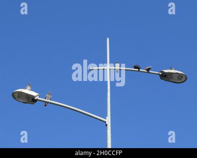 Niedriger Winkel Aufnahme von Tauben auf der Straßenlampe mit einem Laternenpfahl, blauer Himmel im Hintergrund Stockfoto