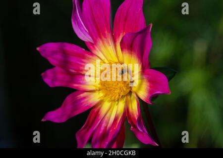 Dahlia blüht im Spätsommersonnenschein Stockfoto