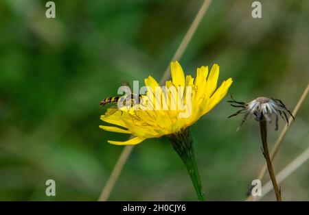 Sphaerophoria schweben fliegen auf Hawkbit Blume Stockfoto