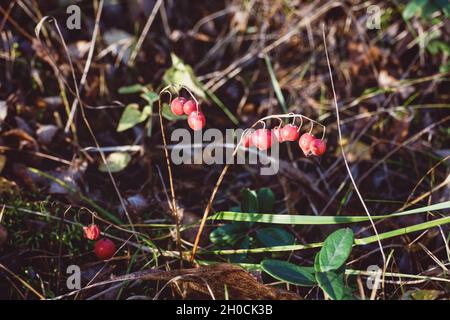 Rote Beeren von Mai Lilie im Herbst Stockfoto