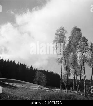 Birken in einer Landschaft, Deutschland 1930er Jahre. Birken in einer Landschaft, Deutschland 1930. Stockfoto