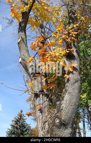 An einem sonnigen Oktobertag in Kaunas, Litauen, werden Ahornblätter auf dem Stamm des geschnittenen Ahornbaums im Hintergrund des blauen Himmels verzweigt Stockfoto