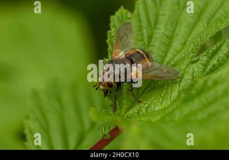 Schwebfliege ruht auf grünem Blatt mit rotem Stiel Stockfoto