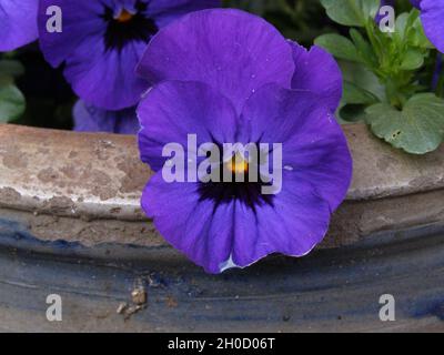 Nahaufnahme einer blauen Viola (Viola) in einem alten blauen Blumentopf Stockfoto