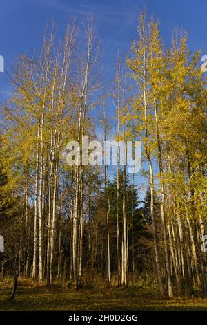 Schimmernde, herbstgelbe Blätter wachsen auf hohen, schlanken Espenpappeln mit einem blauen Himmel im Hintergrund. Stockfoto