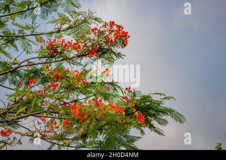 Roter Caesalpinia pulcherrima Pfauenblütenbaum. Blütenzweige mit grünen Blättern Stockfoto