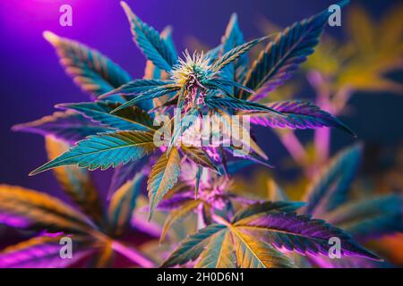 Cannabis in buntem neonviolettem Licht. Hintergrund mit schöner Marihuana Blume. Neuer Look für Cannabis-Hanf-Sorte in der Landwirtschaft für medizinische oder cosme Stockfoto