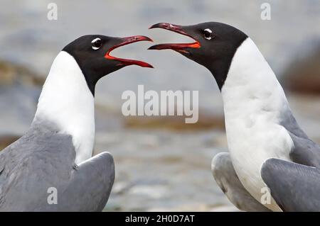 Erwachsene lachen Möwe Konfrontation Nahaufnahme Stockfoto