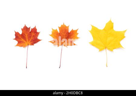 Set aus drei Ahornblättern. Rote, orange, gelbe Ahornblätter isoliert auf weiß, Herbstjahreszeitenbild, Draufsicht Stockfoto