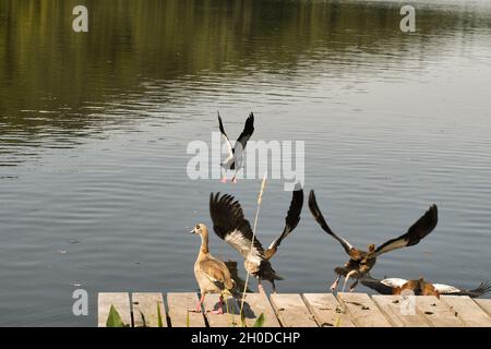 Horizontale Aufnahme von schwarzen Wasservögeln, die ins Wasser fliegen Stockfoto