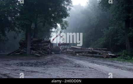 Großer LKW, der morgens mit Nebel Logs im Wald ladet Stockfoto