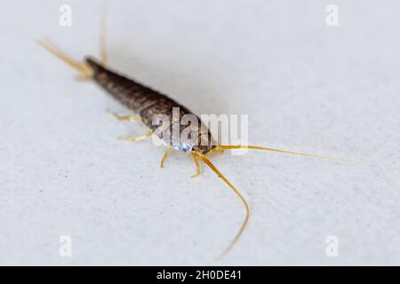 Ein Silberfisch oder Bücherwurm auf weißem Hintergrund Stockfoto