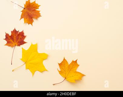 Einfache Komposition mit herbstlichen Ahornblättern auf beiger Oberfläche. Herbststill-Leben als Flachlage, Draufsicht, Platz für Text Stockfoto