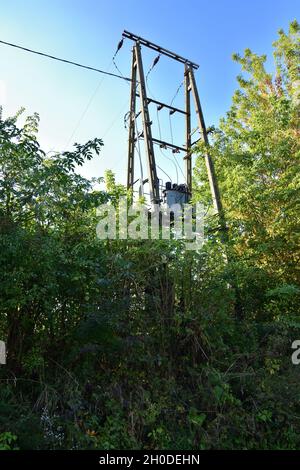 Mittelspannungstransformator an einem mit Büschen bedeckten Mast an einem sonnigen Tag. Stockfoto