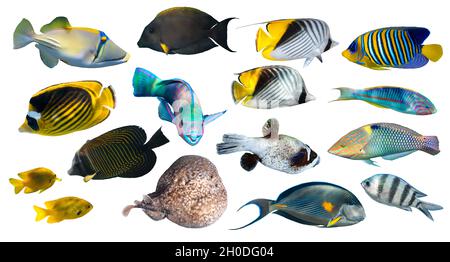 Verschiedene Arten tropischer Fische (Schmetterlingsfische, Papageienfische, Stingray, Picassofische, Surgeonfische) isoliert auf weißem Hintergrund. Set aus exotischen Korallen fis Stockfoto