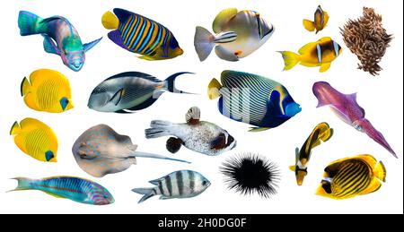 Verschiedene Arten tropischer Fische (Schmetterlingsfische, Papageienfische, Stingray, Picassofische, Surgeonfische) isoliert auf weißem Hintergrund. Set aus exotischen Korallen fis Stockfoto