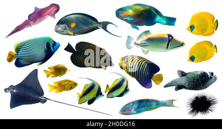 Verschiedene Arten tropischer Fische (Schmetterlingsfische, Papageienfische, Stingray, Picassofische, Surgeonfische) isoliert auf weißem Hintergrund. Set aus exotischen Korallen fis Stockfoto