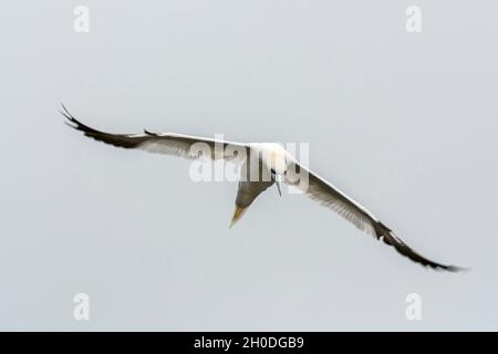 Kanada, Quebec, Bonaventura Island, Gaspesie NP Stockfoto