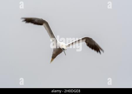 Kanada, Quebec, Bonaventura Island, Gaspesie NP Stockfoto