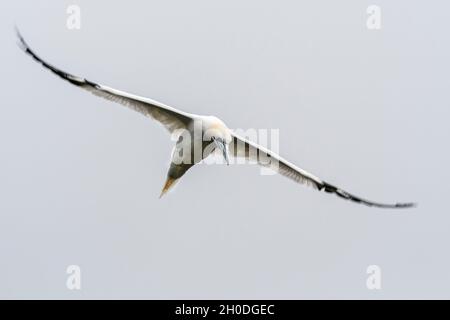 Kanada, Quebec, Bonaventura Island, Gaspesie NP Stockfoto