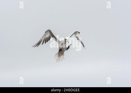 Kanada, Quebec, Bonaventura Island, Gaspesie NP Stockfoto