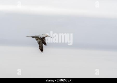 Kanada, Quebec, Bonaventura Island, Gaspesie NP Stockfoto