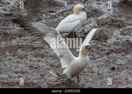 Kanada, Quebec, Bonaventura Island, Gaspesie NP Stockfoto