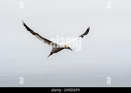 Kanada, Quebec, Bonaventura Island, Gaspesie NP Stockfoto