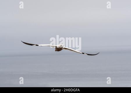 Kanada, Quebec, Bonaventura Island, Gaspesie NP Stockfoto