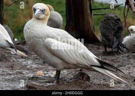 Kanada, Quebec, Bonaventura Island, Gaspesie NP Stockfoto