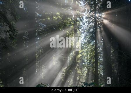 Crepuscular Sonnenlicht Strahlen durchdringen den Nebel in einem Redwood Hain in Nordkalifornien Stockfoto