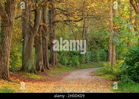 Schöner Baumweg im goldenen Herbstwald in Würzburg, Deutschland Stockfoto