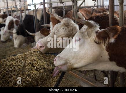 Simmentaler Kühe fressen Heu von Schubkarre im Stall Stockfoto