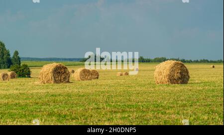 Heuballen auf dem Feld an einem sonnigen Sommertag. Hochwertige Fotos Stockfoto