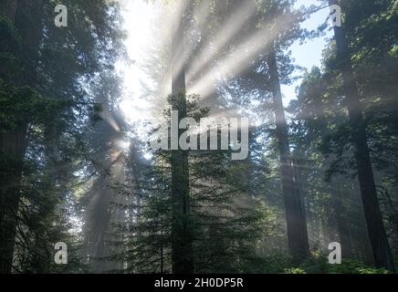 Crepuscular Sonnenlicht Strahlen durchdringen den Nebel in einem Redwood Hain in Nordkalifornien Stockfoto