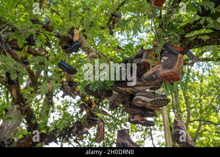 Appalachian Trail Wahrzeichen, Boot Tree bei Mountain Crossings, bei Neels Gap in den Blue Ridge Mountains von North Georgia in der Nähe von Blairsville. (USA) Stockfoto