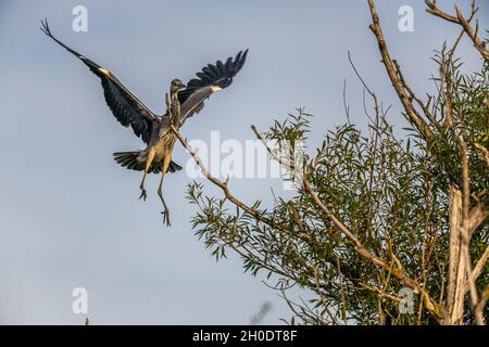 Ein Graureiher (Ardea cinerea) landet auf einem hohen Ast eines Baumes im Sevenoaks Wildlife Reserve in Kent Stockfoto