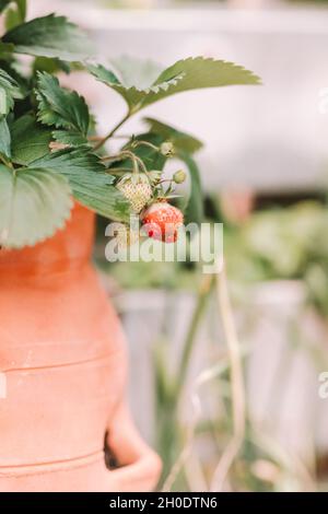 Beobachten Sie, wie mein kleiner Containergarten wächst Stockfoto