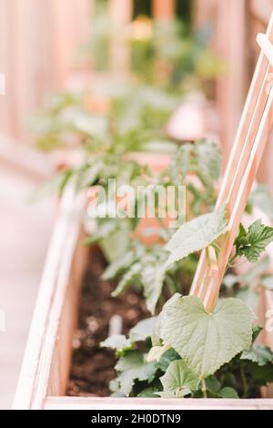 Beobachten Sie, wie mein kleiner Containergarten wächst Stockfoto