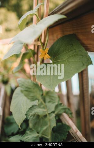 Beobachten Sie, wie mein kleiner Garten auf der Terrasse wächst Stockfoto