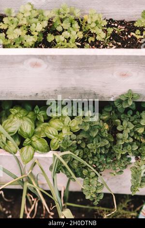 Beobachten Sie, wie mein kleiner Containergarten wächst Stockfoto