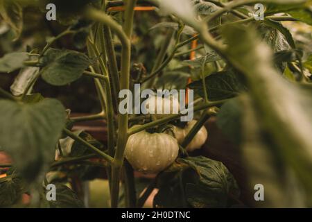 Seht zu, wie mein kleiner Garten wächst Stockfoto